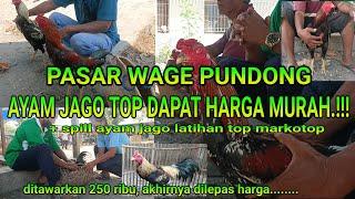 AYAM JAGO DILEPAS HARGA MURAH ‼️PASAR WAGE PUNDONG ‼️spill AYAM JAGO LATIHAN TOP MARKOTOP‼️#trending