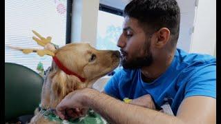 Therapy Dog Spreads Holiday Cheer to Patients at Texas Hospital