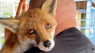 Man builds special bond with a fox he rescued | SWNS