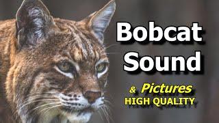 Bobcat Sounds and Pictures ~ Learn The Sound a Bobcat Makes