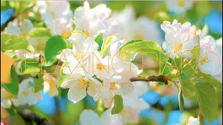 Relaxing Piano Music  Soft Piano Music  Piano Music For Stress Relief  Meditation Piano Music