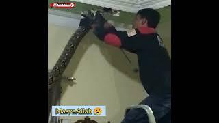 Astaghfirullah Ular sanca 6meter keluar dr Plafon rumah#video #shorts #videos #viral #youtube