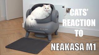 Cats’ reaction to Neakasa M1 Open-Top Self Cleaning Cat Litter Box | Our first automatic litter box
