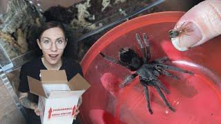 Unboxing RARE ALL BLACK Tarantulas - World's FIRST Captive Bred Babies from Micro Wilderness!