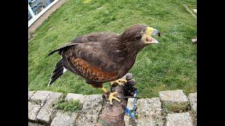 HARRIS HAWK, our daily routine during the moult