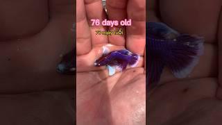 Betta თევზის განვითარება და შედეგები#bettafishtank #betta