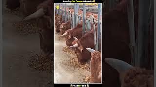 Amazing Cow Farming in America  #shorts #farming #yt