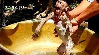 Pity poor baby monkey Ax l cry shaking body during taking bath, Axel cry loudly cos scare water