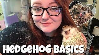 Hedgehog Care: The Basics