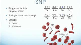 SNPs and Indels.m4v