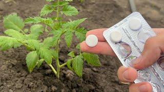 Tomatoes, Peppers, Cucumbers and Eggplants Never Get Sick and Instantly Grow! Do so.