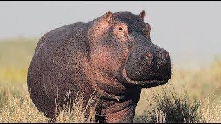 Hippo Voices / Hippo Sound Effect