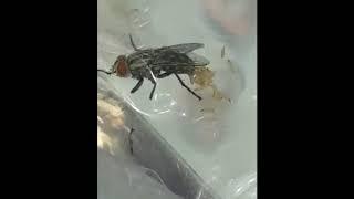 larva lalat - Belatung