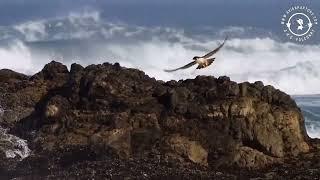 Peregrine falcon (Falco peregrinus) - Hunts a dove.