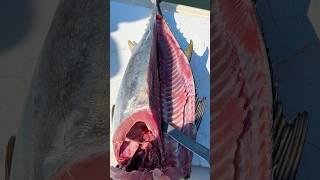 Stop WASTING Your Bluefin Tuna! #shorts #fishing