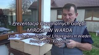 NOWOŚĆ!!! MIROSŁAW WARDA -Linie- Schellens/National 1/Horemans H.Wieden/Prange 520 - Koopman