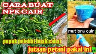 Pembuatan pupuk daun & buah cabe.dari pupuk NPK mutiara perangsang buah paling ampuh