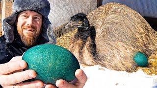 What Should We Do With All These Emu Eggs??