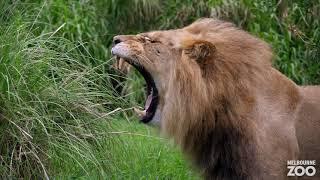 The Lion's Roar at Melbourne Zoo