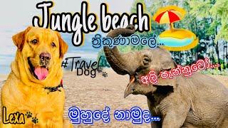 කැලෑවෙන් වටවුන සුන්දර වෙරල️️|Travel with lexa