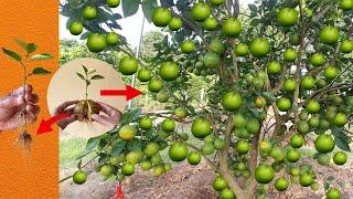 How to Grow green orange tree by unique way 100% success