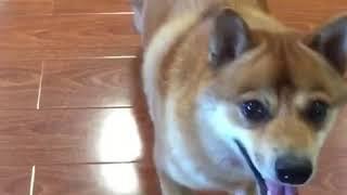 dancing shiba inu dog