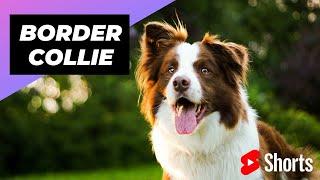 Border Collie  The Most Intelligent Dog Breed In The World #shorts #bordercollie #dog