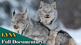 The Lynx is Back | Lynx Documentary | Free Documentary Nature