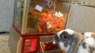 When your bunny is addicted to arcade games