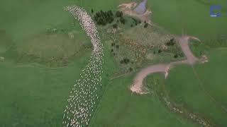 Mesmerizing sheep - watch to end!