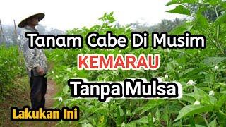 Tanaman Cabe dimusim kemarau tanpa mulsa