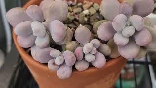 Lavender Pebbles Succulent