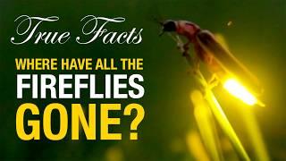 True Facts: Fireflies Need Your Help!