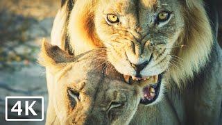 Lions Mating - 4K African wildlife video, wild animals on safari