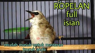 MEWAH!!! Ropelan trucuk gacor full isian Jamin masuk untuk masteran trucukan anda