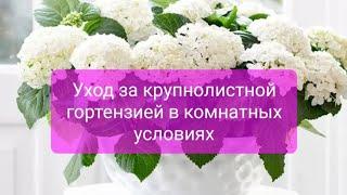 Выращивание и уход за крупнолистной гортензией в комнатных условиях.