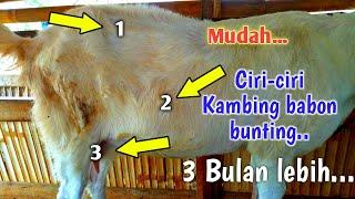 Ciri ciri kambing hamil 3 bulan || pemula pasti paham #kambing #kambing bunting #peternakmuda