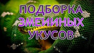 ПОДБОРКА ЗМЕИИНЫХ УКУСОВ / АТАКИ ЯДОВИТЫХ ЗМЕЙ НА ЛЮДЕЙ