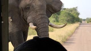 Bull Elephant's Close Encounter With Safari Jeep