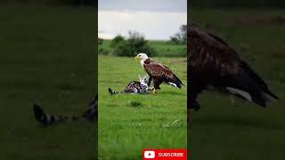 Eagle play with cat#eagle #cat#youtubeshorts