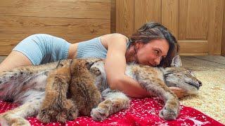 INCREDIBLE LOVE OF A LYNX AND A HUMAN