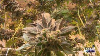 Palmer Lake becomes the second municipality in El Paso County to sell recreational marijuana