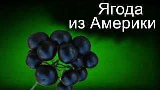 Ягода Санберри - как вырастить. Часть1.