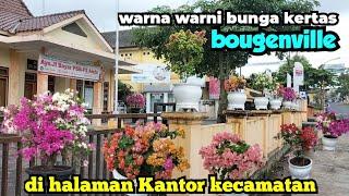 WARNA WARNI BUNGA KERTAS BOUGENVILLE MENGHIASI HALAMAN KANTOR KECAMATAN