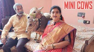 Mini Cows being raised in our House | Cute & Friendly Cows | Nadipathy Goshala