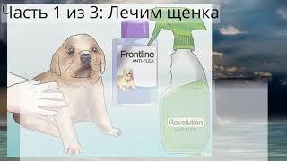 Как избавиться от блох на щенке, слишком маленьком для обычного лечения