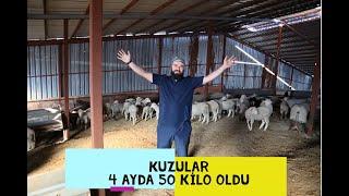 KUZULARDA MAKSİMUM KİLO (Kasaplık Kuzu Besleme)