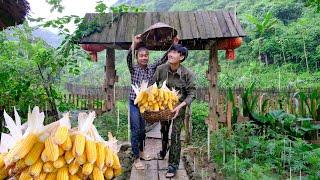 Harvesting corn at the farm, going to the market to sell guava | cooking - Building Free Life