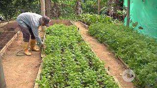 Paso a paso: un agricultor enseña cómo sembrar cilantro correctamente - La Finca de Hoy