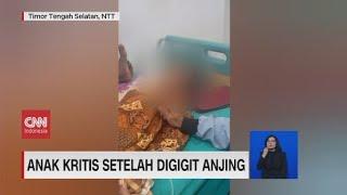 Anak Kritis Setelah Digigit Anjing